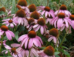  echinacea 30 bead 