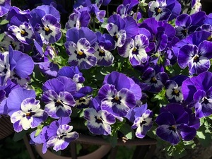  viola Dell fto blue 30 bead 