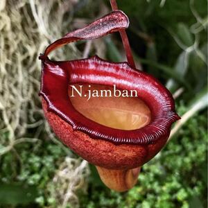 BE-3875 N.jamban ウツボカズラ 食虫植物 ネペンテス 9