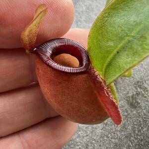 Nepenthes ampullaria red ウツボカズラ 食虫植物 ネペンテス 