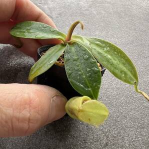 BE-4050 N. spathulata x ampullaria solid green ウツボカズラ 食虫植物 ネペンテス 5の画像5