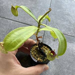 Nepenthes ampullaria spotted red lipsウツボカズラ 食虫植物 ネペンテスの画像3