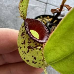 Nepenthes ampullaria spotted red lipsウツボカズラ 食虫植物 ネペンテス
