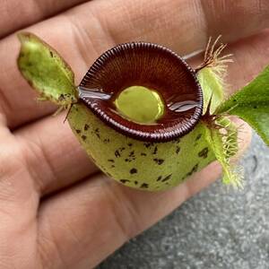 Nepenthes ampullaria spotted red lipsウツボカズラ 食虫植物 ネペンテス