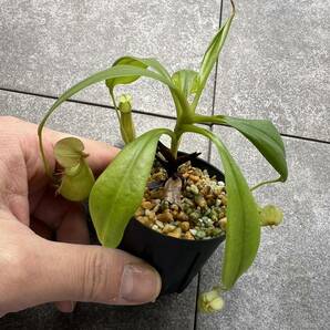 Nepenthes bicalcarata green ウツボカズラ 食虫植物 ネペンテスの画像4