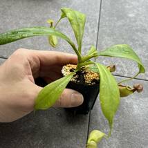 Nepenthes bicalcarata orange ウツボカズラ 食虫植物 ネペンテス_画像5