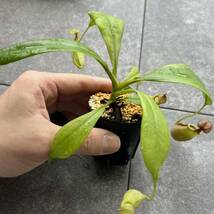 Nepenthes bicalcarata orange ウツボカズラ 食虫植物 ネペンテス_画像6