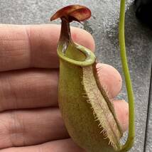 Nepenthes bicalcarata orange ウツボカズラ 食虫植物 ネペンテス_画像2