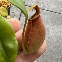 BE-3031 N. bicalcarata ‘Brunei red-flush’ウツボカズラ 食虫植物 ネペンテス _画像3