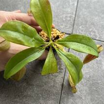 BE-3031 N. bicalcarata ‘Brunei red-flush’ウツボカズラ 食虫植物 ネペンテス _画像7