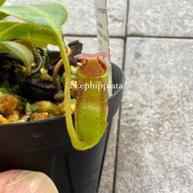 Nepenthes ephippiata (Gunung Raya,）AW ウツボカズラ 食虫植物 ネペンテス_画像1