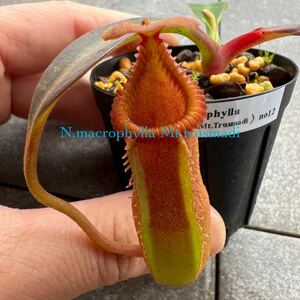 N.macrophylla Mt.trusmadi ウツボカズラ 食虫植物 ネペンテス