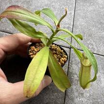 BE-3948 N. ampullaria 'Brunei red' x hamata 'Lumut' ウツボカズラ 食虫植物 ネペンテス 7_画像6