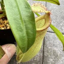 BE-3948 N. ampullaria 'Brunei red' x hamata 'Lumut' ウツボカズラ 食虫植物 ネペンテス 7_画像3