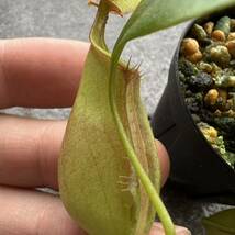 Nepenthes bicalcarata green ウツボカズラ 食虫植物 ネペンテス_画像2
