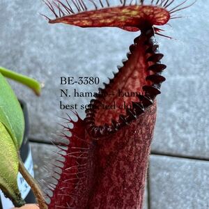 BE-3380 N. hamata Lumut, best selected cloneウツボカズラ 食虫植物 ネペンテス 1.