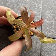 BE-3007 N. ampullaria ‘Brunei speckledウツボカズラ 食虫植物 ネペンテス 4_画像4