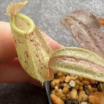 BE-3007 N. ampullaria ‘Brunei speckledウツボカズラ 食虫植物 ネペンテス 4_画像2