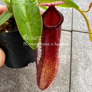 BE-3672 N. ventricosa x hamata ウツボカズラ 食虫植物 ネペンテス5