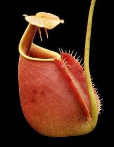 BE-3031 N. bicalcarata ‘Brunei red-flush’ウツボカズラ 食虫植物 ネペンテス 8
