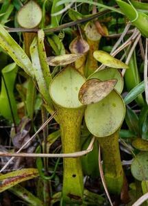 BE-3159 N. reinwardtiana ウツボカズラ 食虫植物 ネペンテス 6