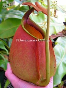 Nepenthes bicalcarata orange ウツボカズラ 食虫植物 ネペンテス