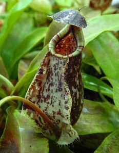 BE-4571 N. rafflesiana ‘Kalimantan’ウツボカズラ 食虫植物 ネペンテス 1