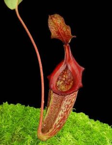 BE-4577 N.rajah x eymae ウツボカズラ 食虫植物 ネペンテス 8