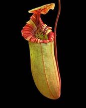 BE-4615 N. sibuyanensis x (veitchii x lowii)ウツボカズラ 食虫植物 ネペンテス 1_画像3