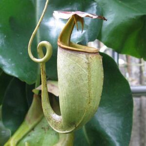 Nepenthes bicalcarata green ウツボカズラ 食虫植物 ネペンテス