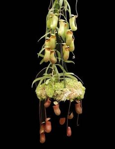 BE-3770 N. aenigma ウツボカズラ 食虫植物 ネペンテス 1
