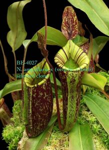 BE-4027 N. ampullaria x (veitchii x lowii) selected cloneウツボカズラ 食虫植物 6