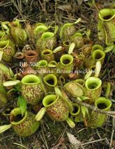 BE-3007 N. ampullaria ‘Brunei speckledウツボカズラ 食虫植物 ネペンテス 4_画像1