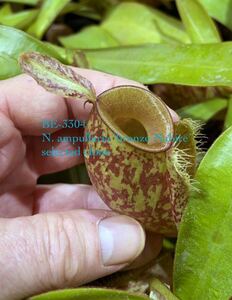 BE-3304 N. ampullaria ‘bronze Nabire’ selected cloneウツボカズラ 食虫植物 ネペンテス 1