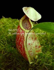 BE-3722 N. rafflesiana Brunei speckled ウツボカズラ 食虫植物 ネペンテス 4