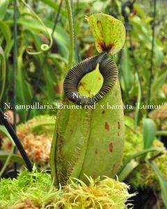 BE-3948 N. ampullaria 'Brunei red' x hamata 'Lumut' ウツボカズラ 食虫植物 ネペンテス 7