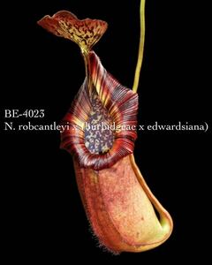 BE-4023 N. robcantleyi x (burbidgeae x edwardsiana) ウツボカズラ 食虫植物 ネペンテス 2