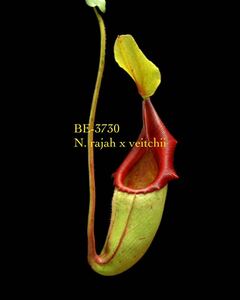 BE-3730 N. rajah x veitchii ウツボカズラ 食虫植物 ネペンテス 1