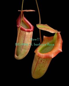BE-4046 N. burkei x flava ウツボカズラ 食虫植物 ネペンテス 6