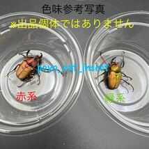 【緑♂×赤♀】WF1 ロドリゲスカブトハナムグリ 成虫1ペア【赤♂直仔】テオドシア・ロドリゲス　出品No.2_画像8