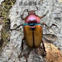 【緑♂×赤♀】WF1 ロドリゲスカブトハナムグリ 成虫1ペア【赤♂直仔】テオドシア・ロドリゲス　出品No.2_画像4