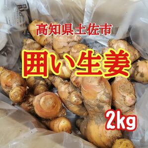 土佐市産土付き囲生姜　2kg