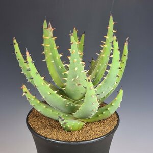  aloe *melana can sa13.5cm pot #kaktas length rice field 