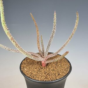  aloe * Delica tifo rear 9cm pot #kaktas length rice field 