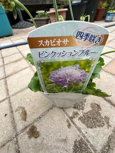 スカビオサ ピンクッションブルー苗　宿年草