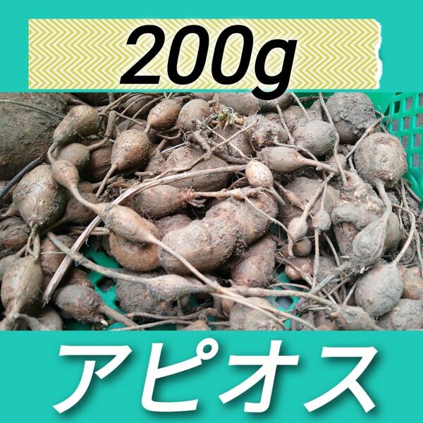 200g アピオス　種芋　食用　可能