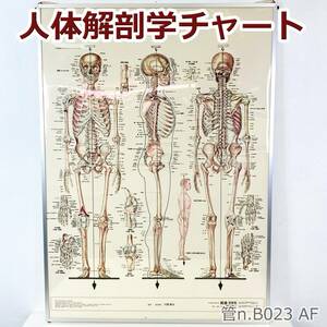 ① 人体解剖学チャート　骨格　医道の日本社　アプライ　ポスター