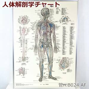 [ б/у ] ② тело человека анатомия chart нерв серия . дорога. день главный офис постер apply 