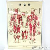 【中古】 ③ 人体解剖学チャート　骨格筋　医道の日本社　ポスター　アプライ_画像1