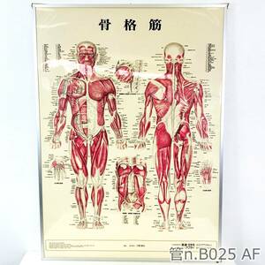 【中古】 ③ 人体解剖学チャート　骨格筋　医道の日本社　ポスター　アプライ